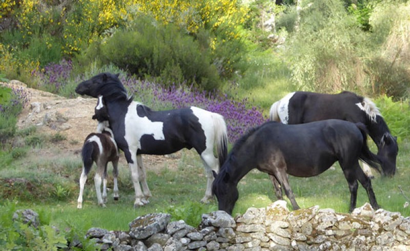 Cuatro caballos blanquinegros paciendo en verano