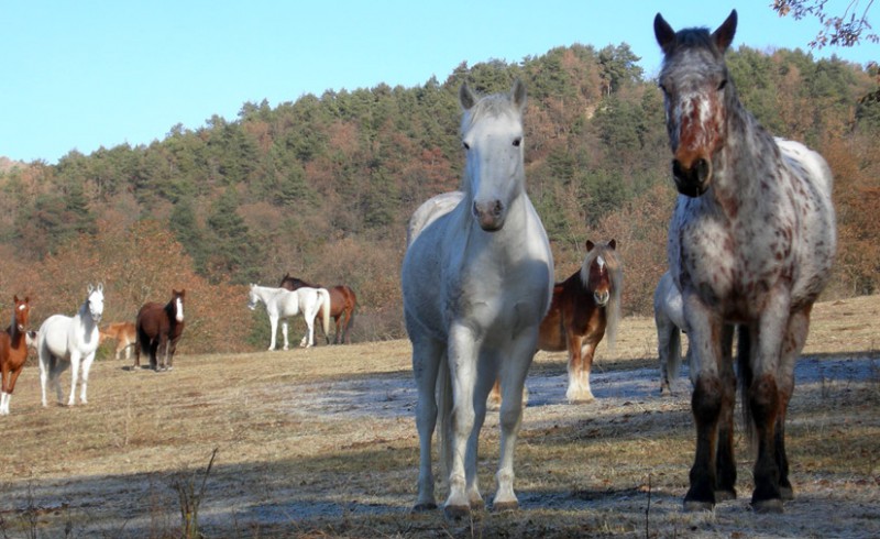 Horses in Winter