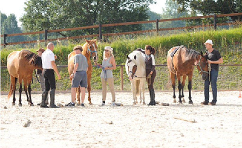 People and horses doing Equiyoga