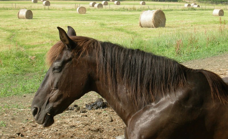 Ein Pferd liegt auf einer Weide, umgeben von großen Heuballen