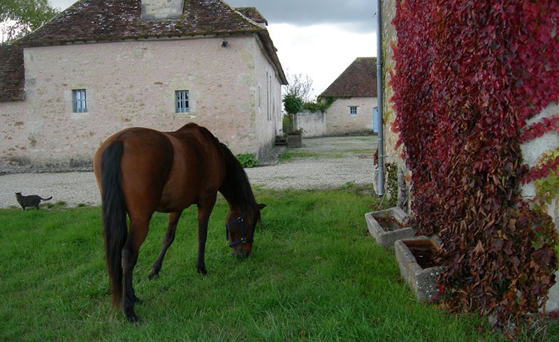 Ein Pferd und eine Katze auf dem Hof von La Chevrie in Haras de Chenes, Frankreich
