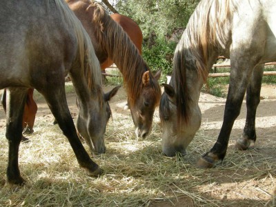 Berber horses chewing hay