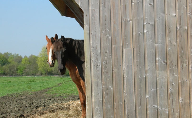 Ein Pferd schaut aus einem Stall heraus
