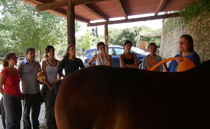 Seminar zur Craneo Sakral Therapie mit Pferden