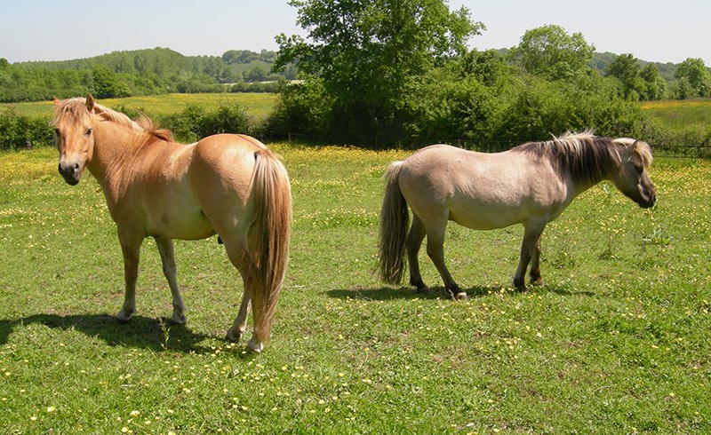 Die beiden Ponies Toby und Cookie