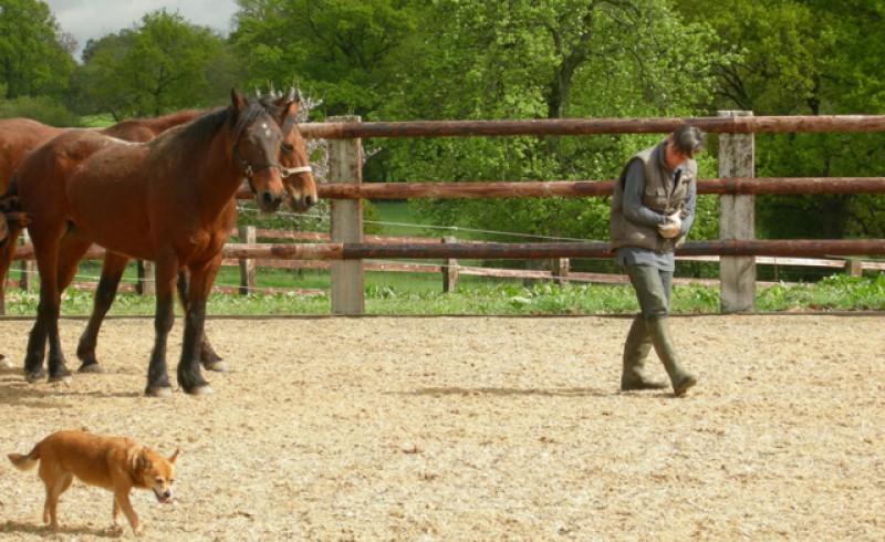 Jumpy and Kosmos follow after Gautier and his dog Globul