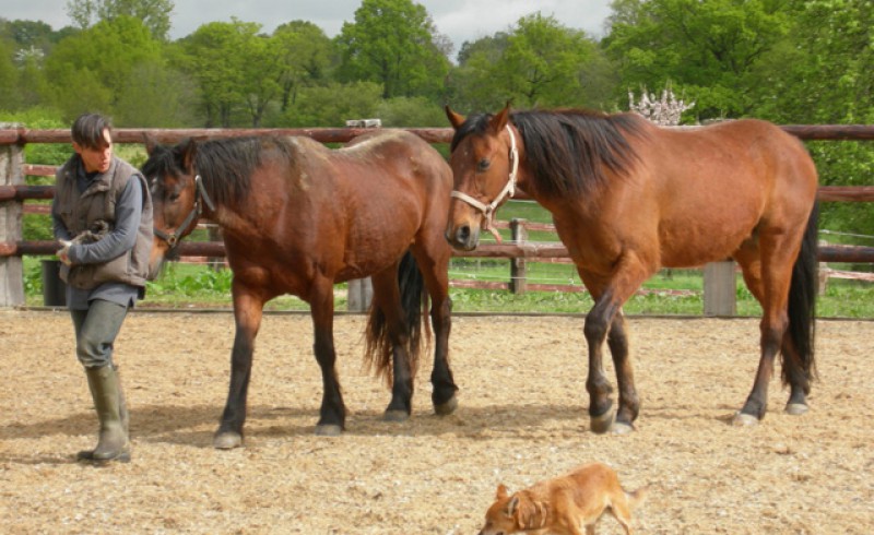 Zwqei Pferde mit einem Pferdewirten und einem Hund