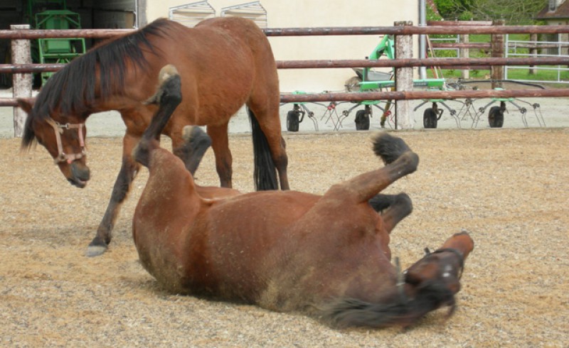 Two horses are playing with each other