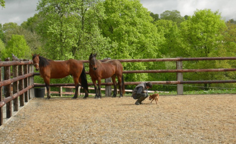Two horses are observing a man and his dog.