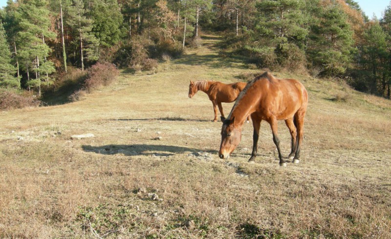 Brill and Valentine in the woods of Sora