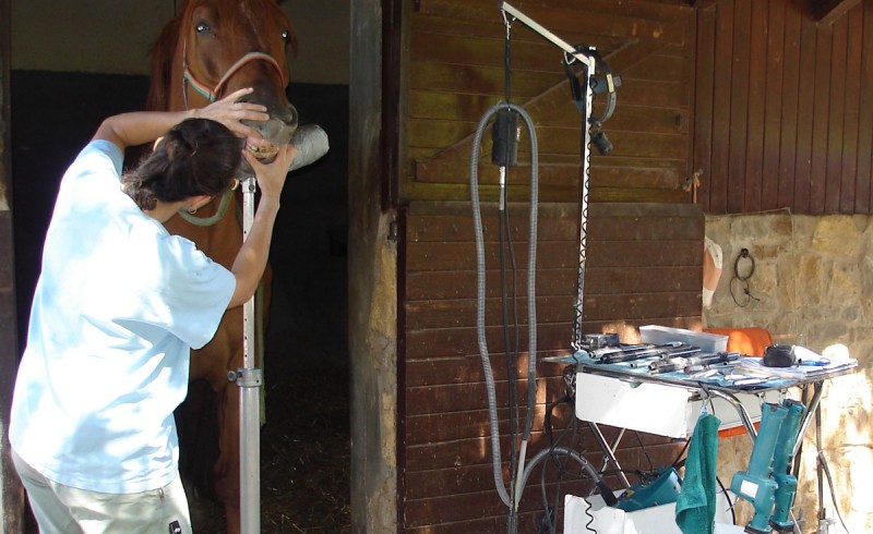 A dentiste with a horse