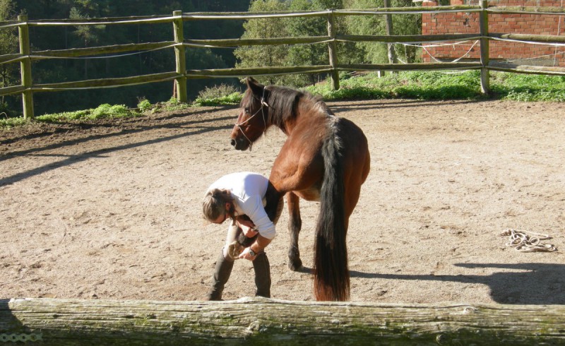 Toni inspects the hooves of Jumpy