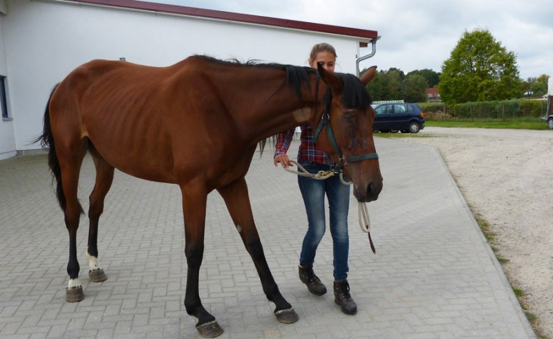 Luisa mit ihrem Pferd Marell