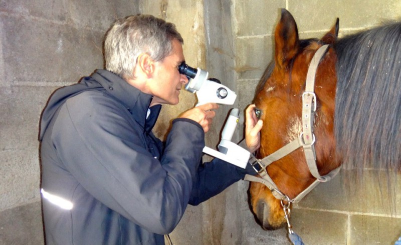 An oculist with a horse