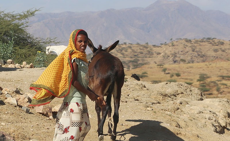 A girl with a donkey in Eritrea