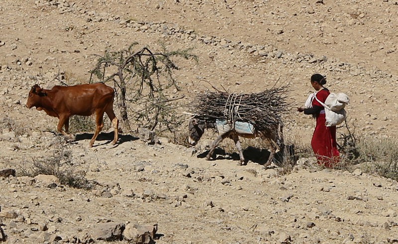 A woman in a desert in Eritrea, carrying fire wood with her donkey.