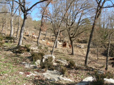A small herd of horses on a meadow in the woods.