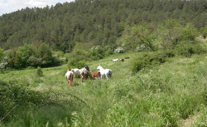 Pferde auf einer Weide im Wald