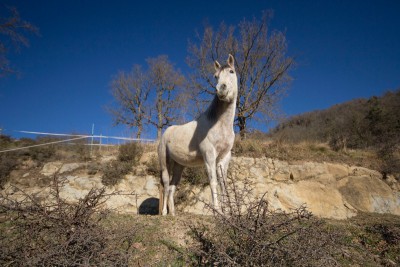A white horse with the blue sky in the background.
