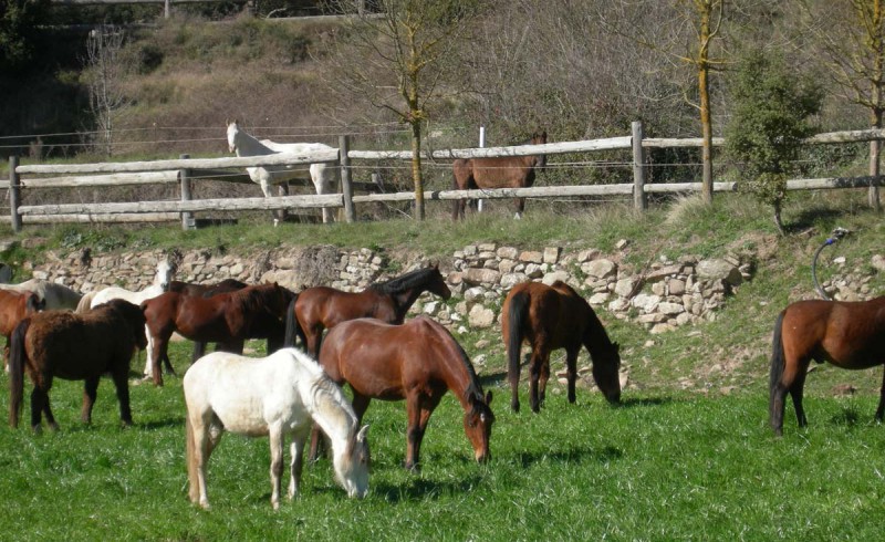 horses on pasture