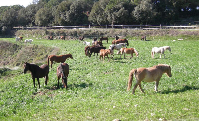 horses on pasture