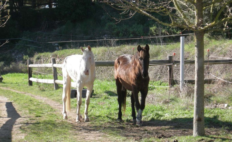 Zwei Pferde trotten einen Waldweg entlang.