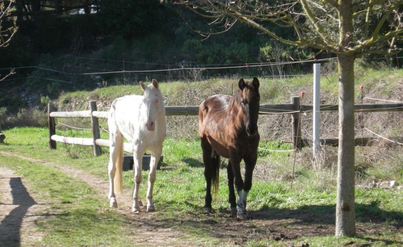 Two horses in the woods.