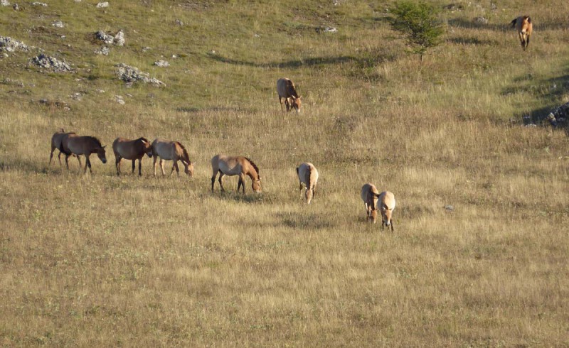 Eine Herde Przewalski Pferde