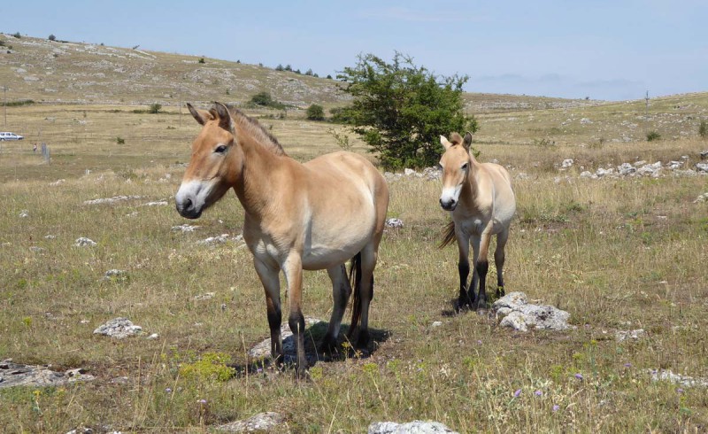 Eine Herde Przewalski Pferde