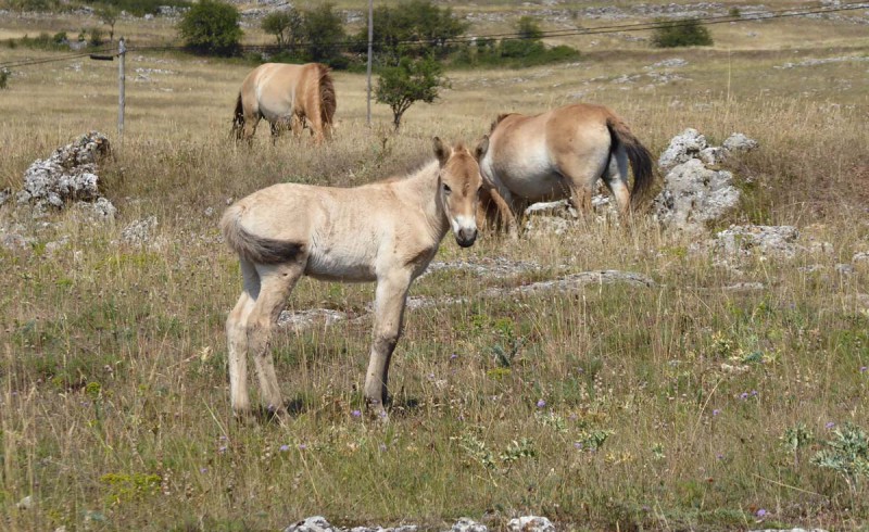 Eine Herde Przewalski Pferde