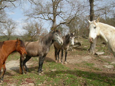 The new family members: Lara and her daughter Titia, Triana her mother Freya