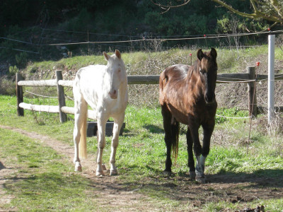 Ella mit ihrem Freund Arie