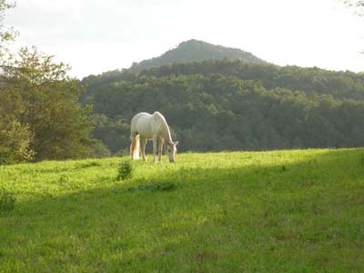 Freya auf der Weide