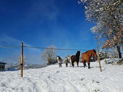 Pferde im Schnee