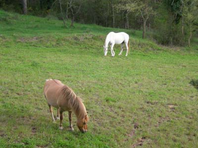 Tobby und Freya