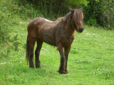 Jumpy der alte Zottelbär