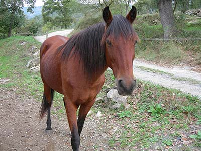 Die Berberstute Indu