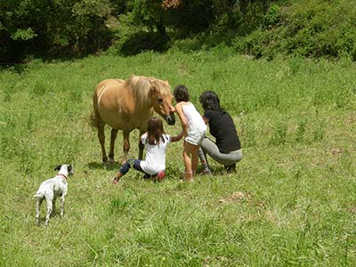 Kinder mit Haflinger und Hund auf einer Wiese