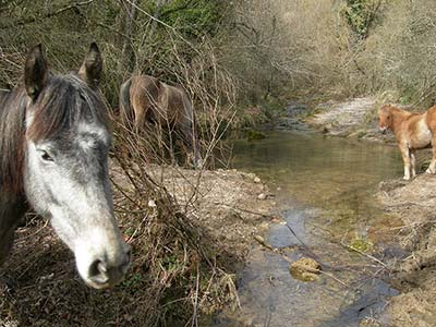 Pferde trinken an einem kleinen Bach im Wald