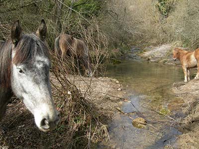 Horses at a creek drinking water