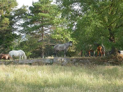 A herd of horses grazes in the shade of tall trees to protect themselves from the sun.
