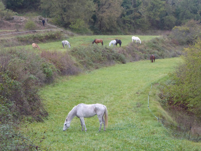 Tika und Lea auf der Weide