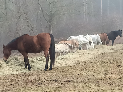 Horses chewing hay.