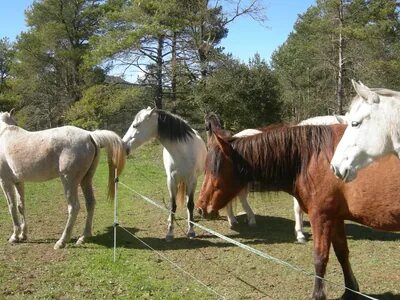 Pferde auf der Weide