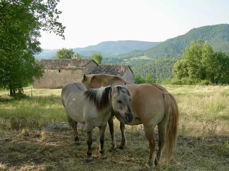 Cookie (izquierda) y Tobby (derecha)