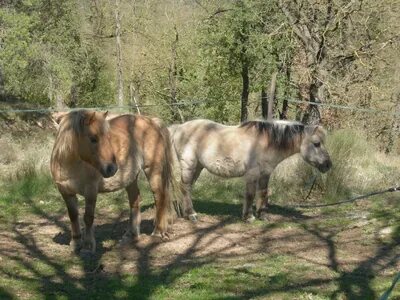 Tobby (links) und Cookie (rechts)