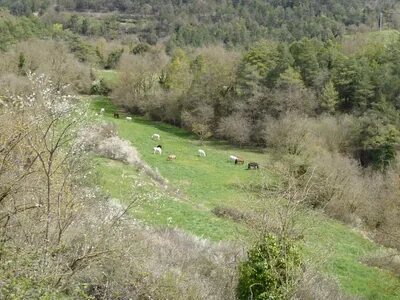 Pferde auf einer Weide